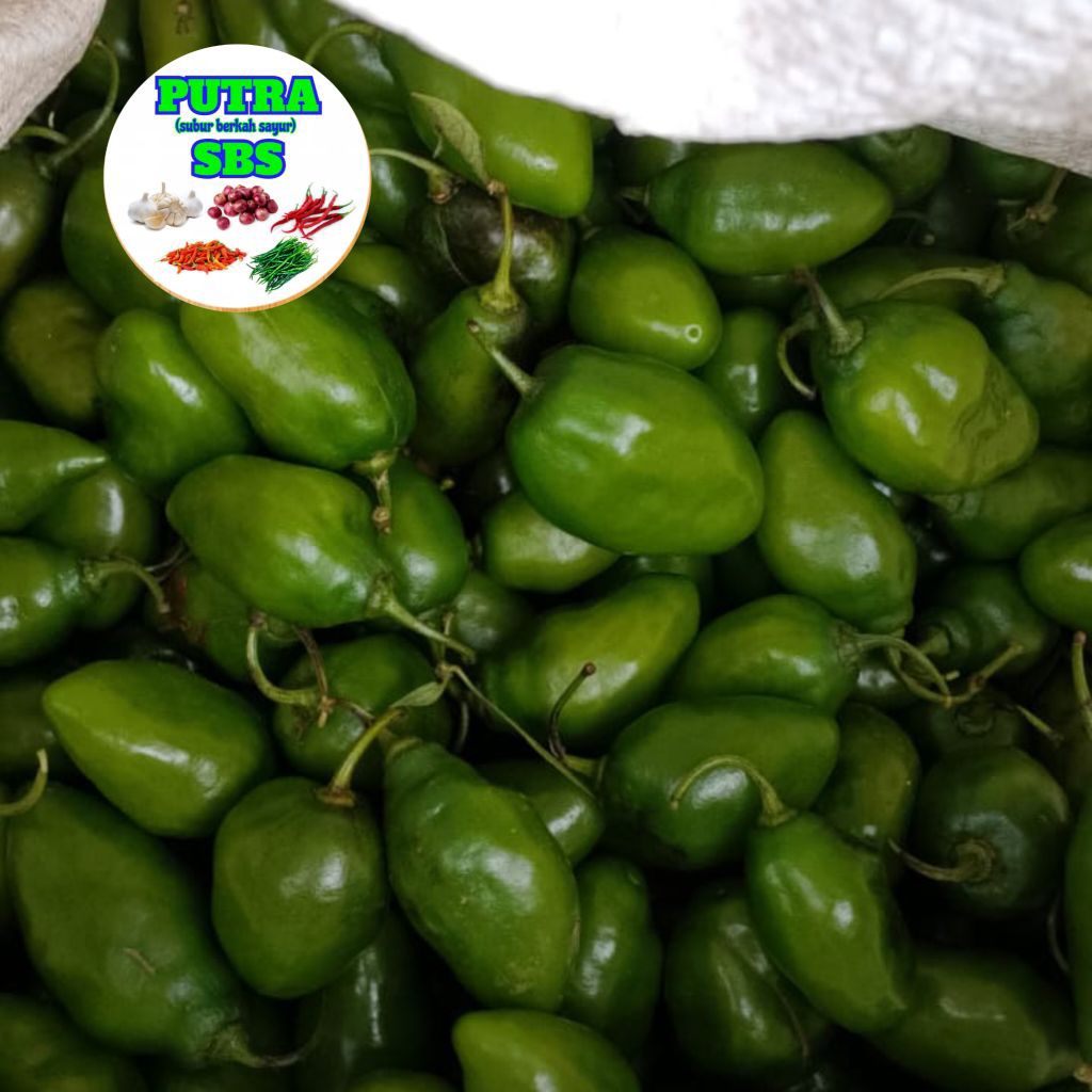 

1KG CABE GENDOT / BENDOT SEGAR VIRAL TEH SANTI DENNI CAGUR PETIKAN LANGSUNG DARI PETANI