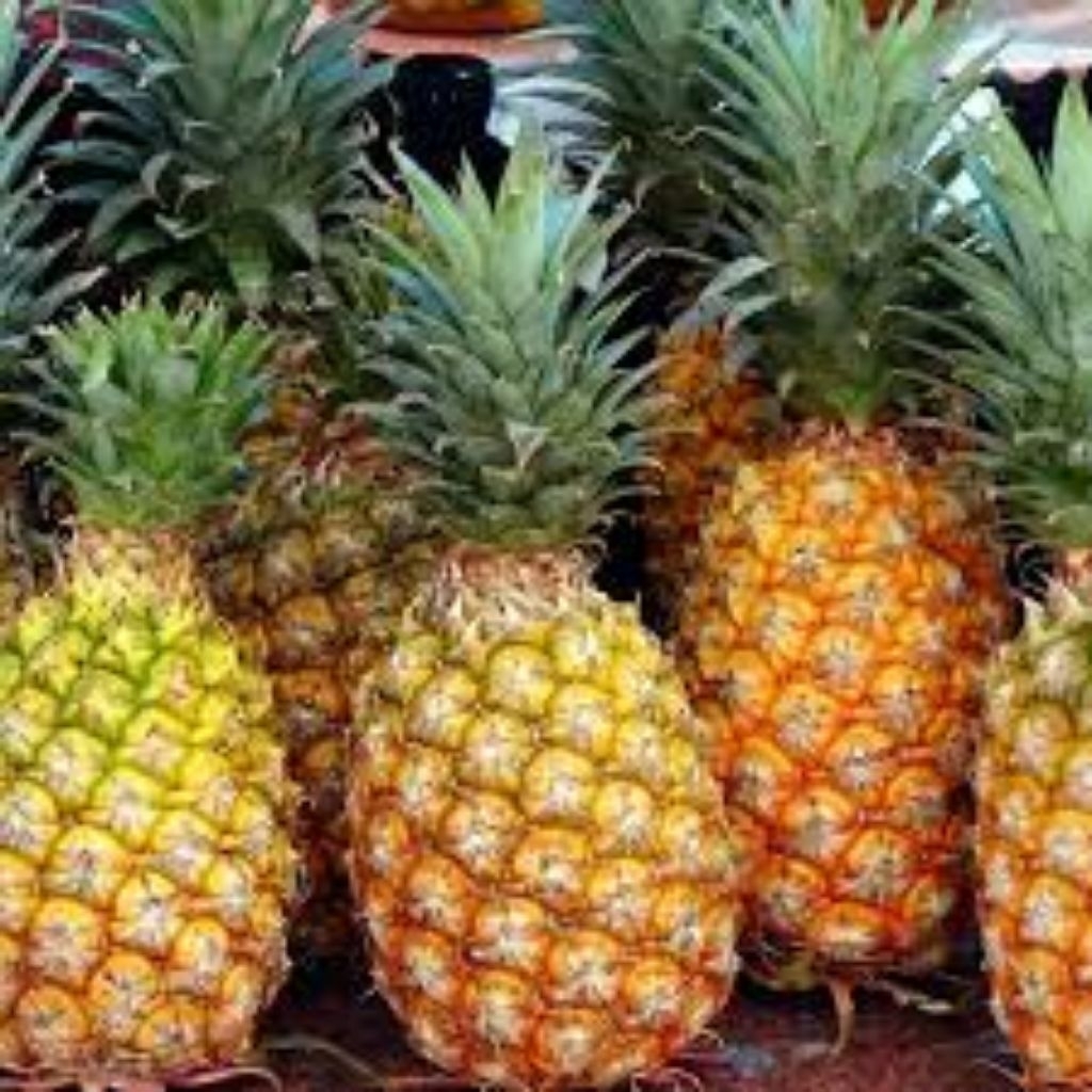 

nanas madu segar dan berkualitas