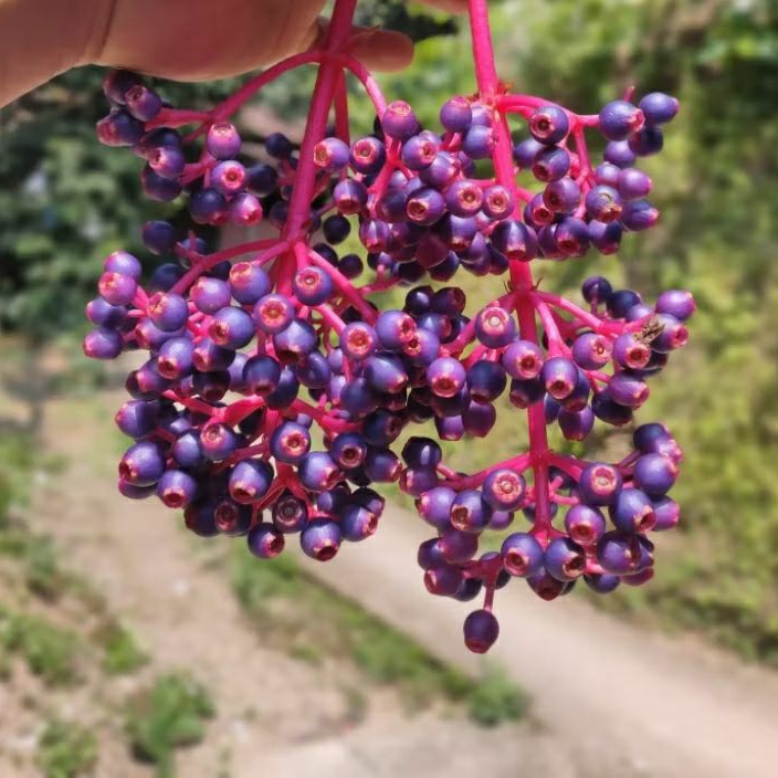 

BUAH SINOM PARIJOTHO MURIA "untuk promil" dan menjaga imunitas tubuh, mengandung antioksidan tinggi