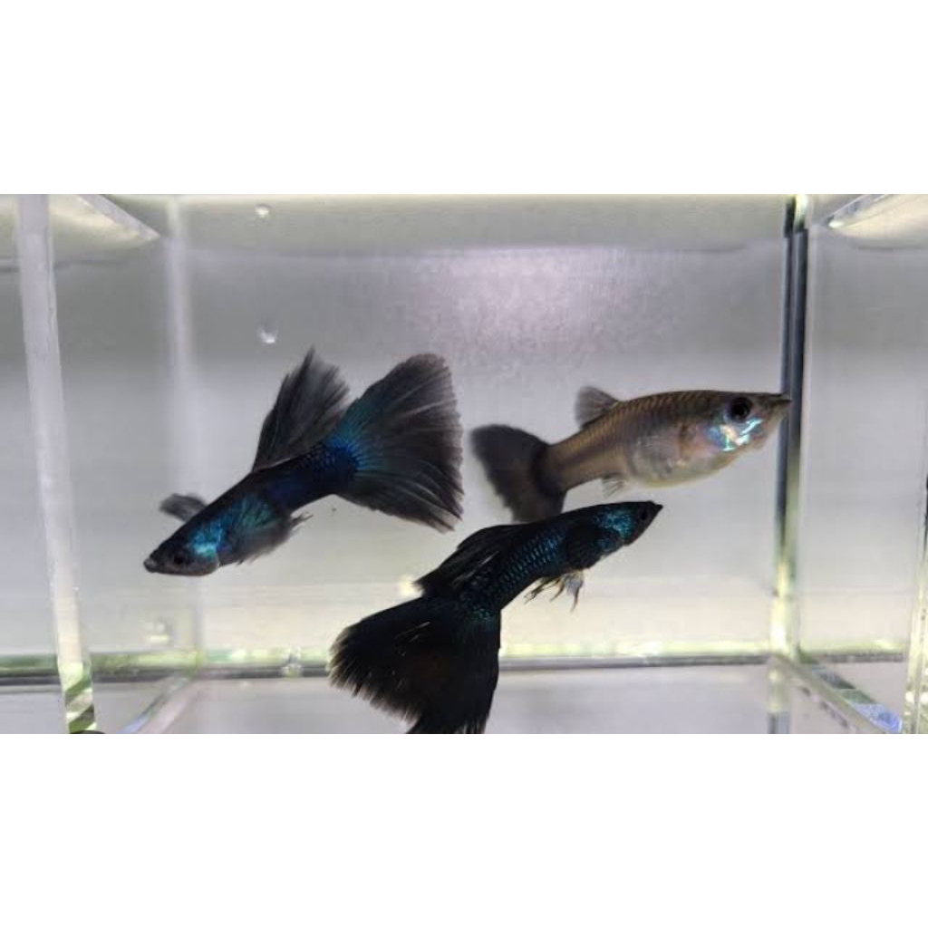 hiasan aquarium ikan Guppy green Moskow