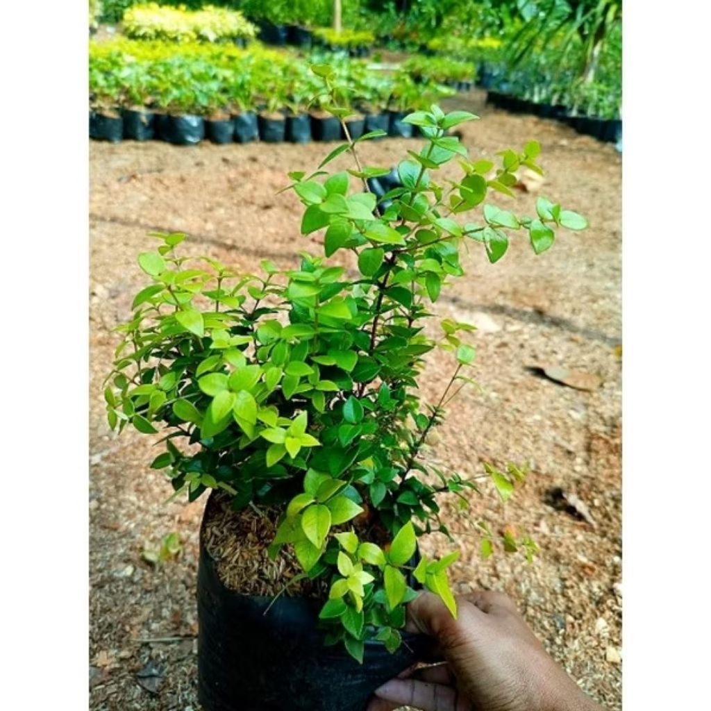 Tanaman hias bahan bonsai oliana - tanaman hias hidup