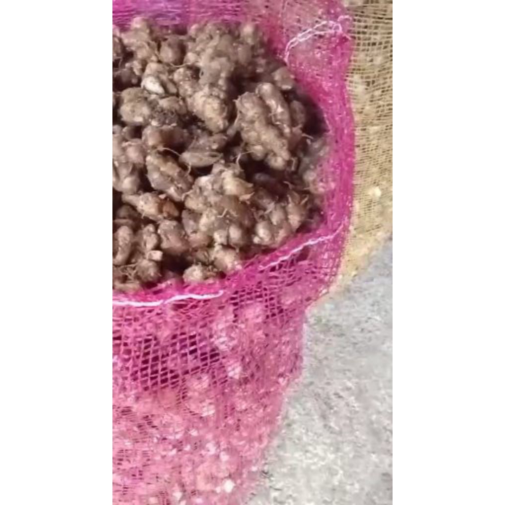 

kencur tua 10 kg murah bumbu seblak