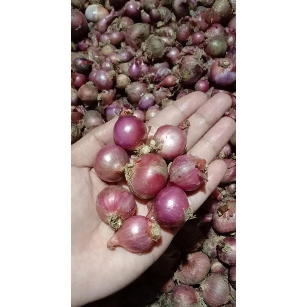 

bawang merah lokal 1000gr