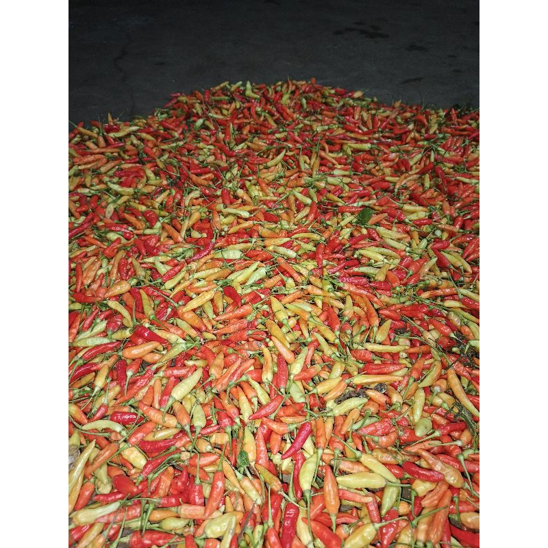 

cabai,rawit fresh langsung petik dari kebun,sendiri