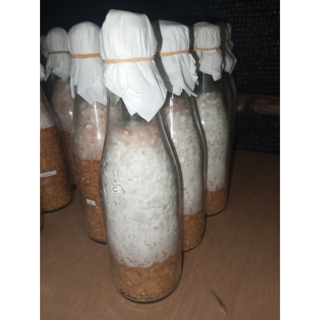 bibit F1 Jamur tiram putih Florida