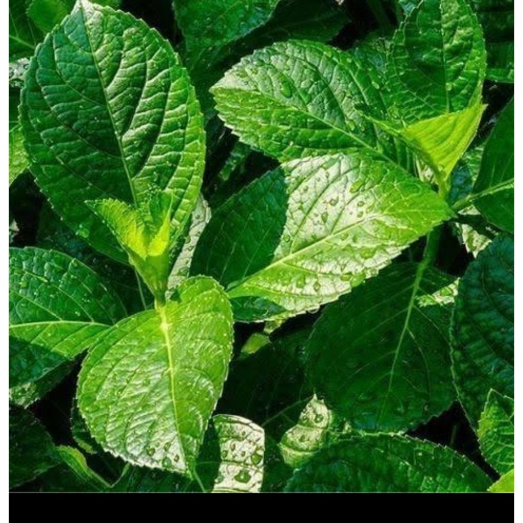 

Daun keji beling segar 200 gram plus bonus