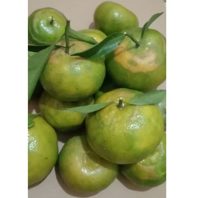 

SANTANG MADU , Buah Jeruk Santang Madu Manis Fresh Baru Petik Dari Kebun