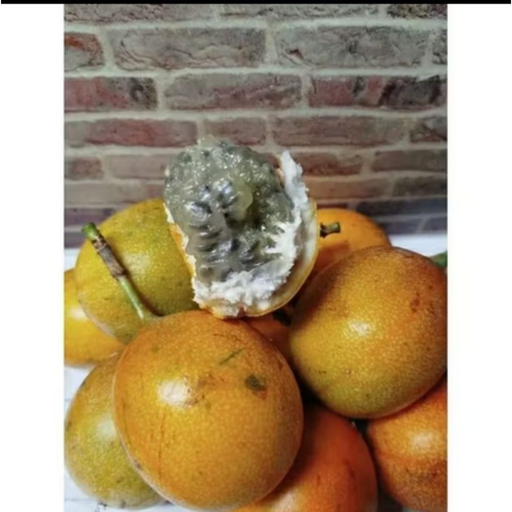 

KONYAL GARUT ASLI100% ENAK