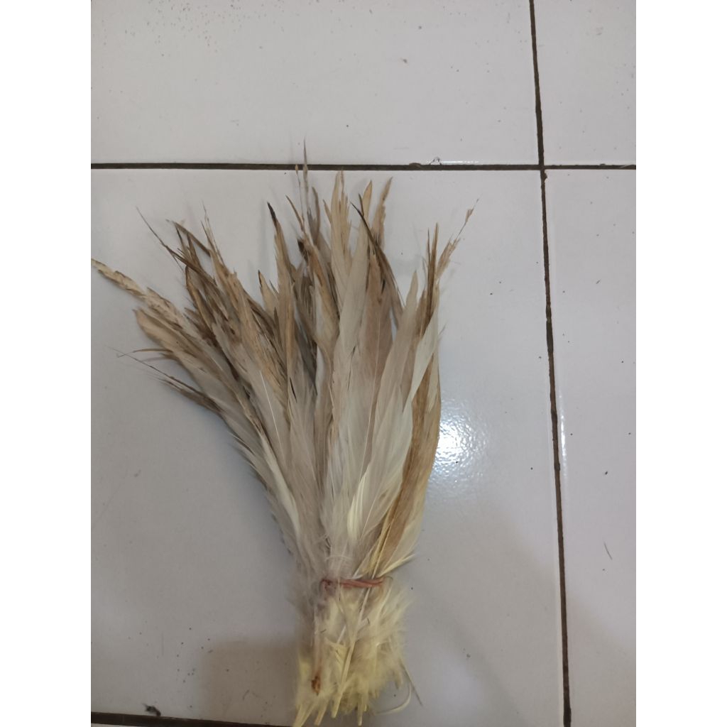 

bulu ayam kampung ekor