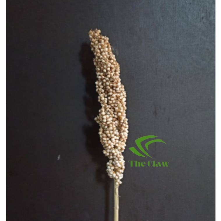 (The Claw) Sorgum Putih / White Sorgum Tangkai Sprays Hamster Forage