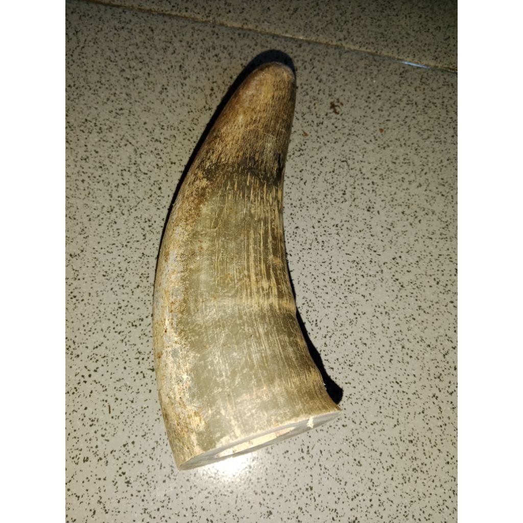 pucuk tanduk sapi bule padat15cm