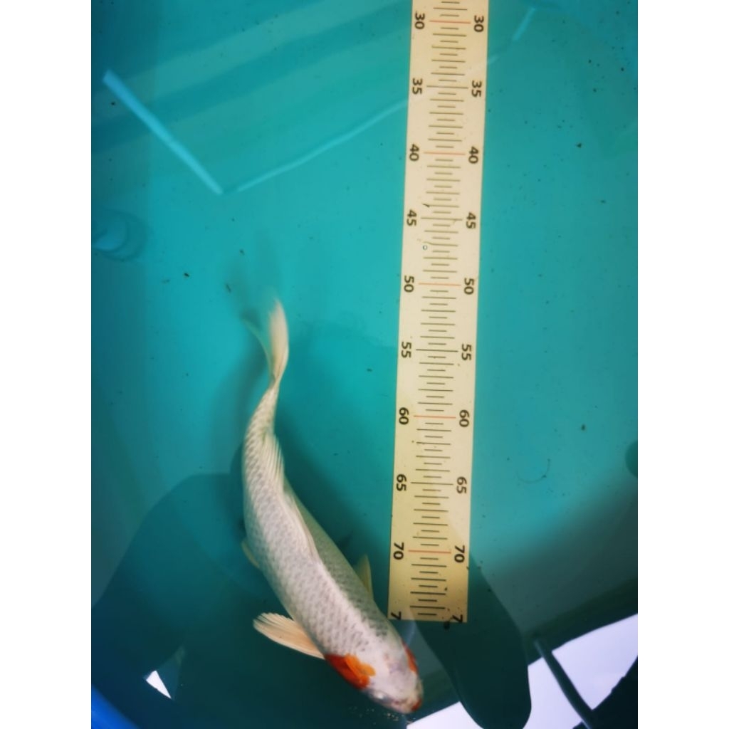 ikan koi kujaku asli blitar ukuran 30-35 cm