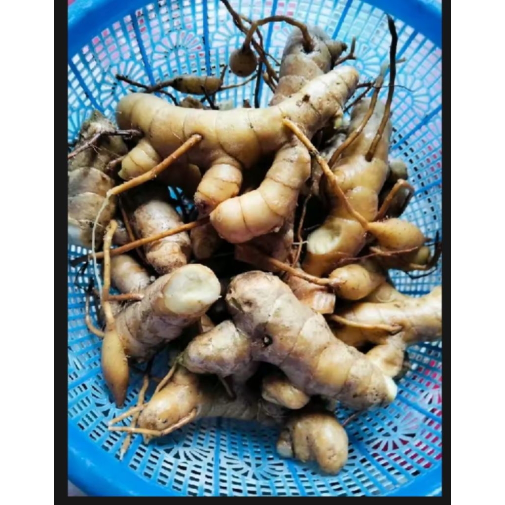 

1kg temu putih kunyit putih koneng bodas press