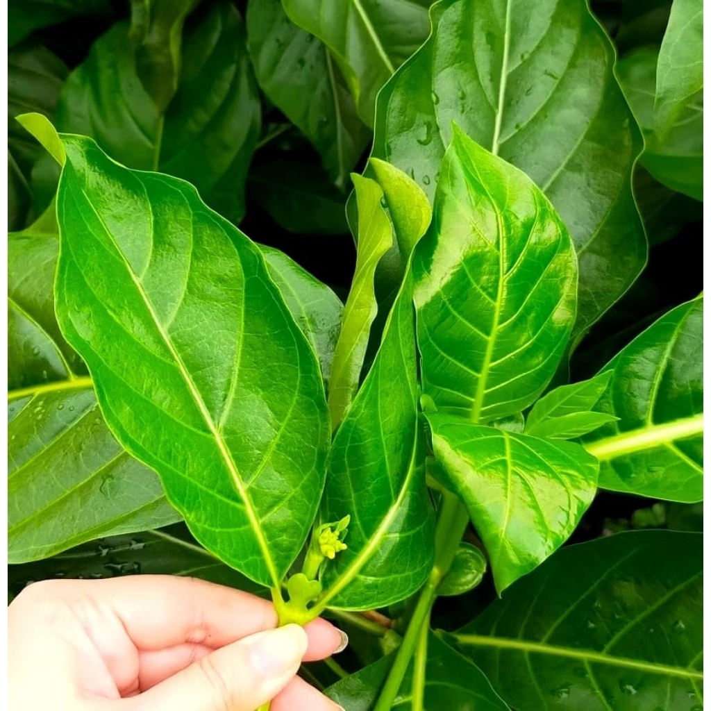 

Daun mengkudu / daun pace segar per lembar termurah