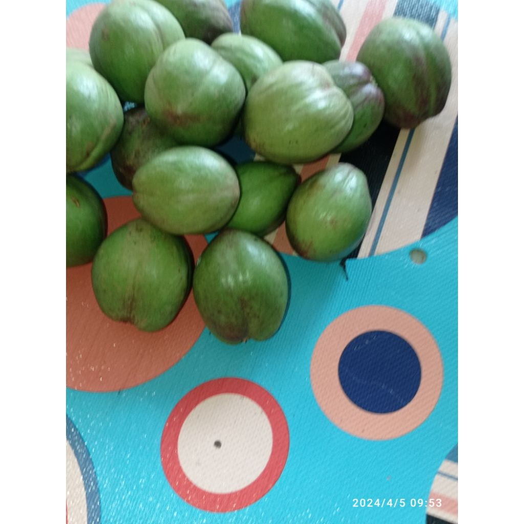 

Buah mahkota dewa hijau segar per 1 kilo