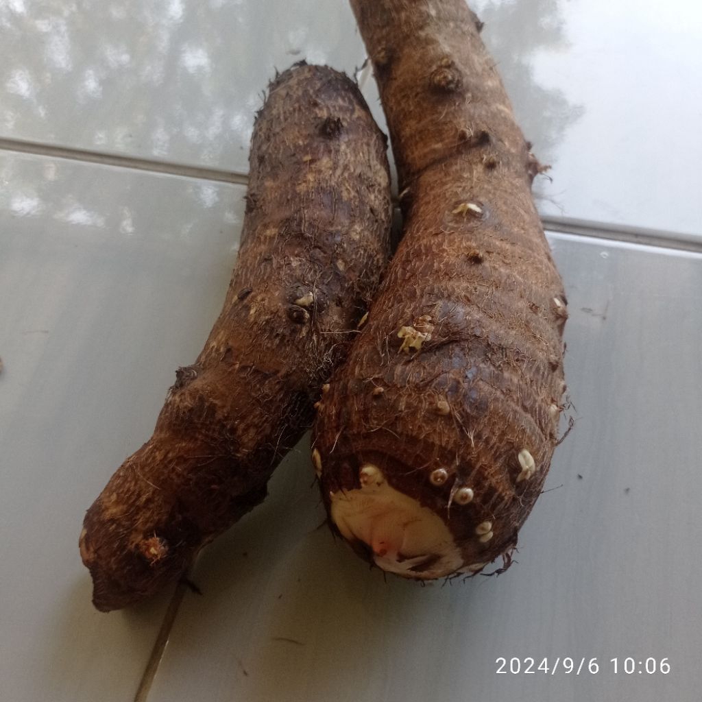 

Umbi talas hutan organik per 1kg