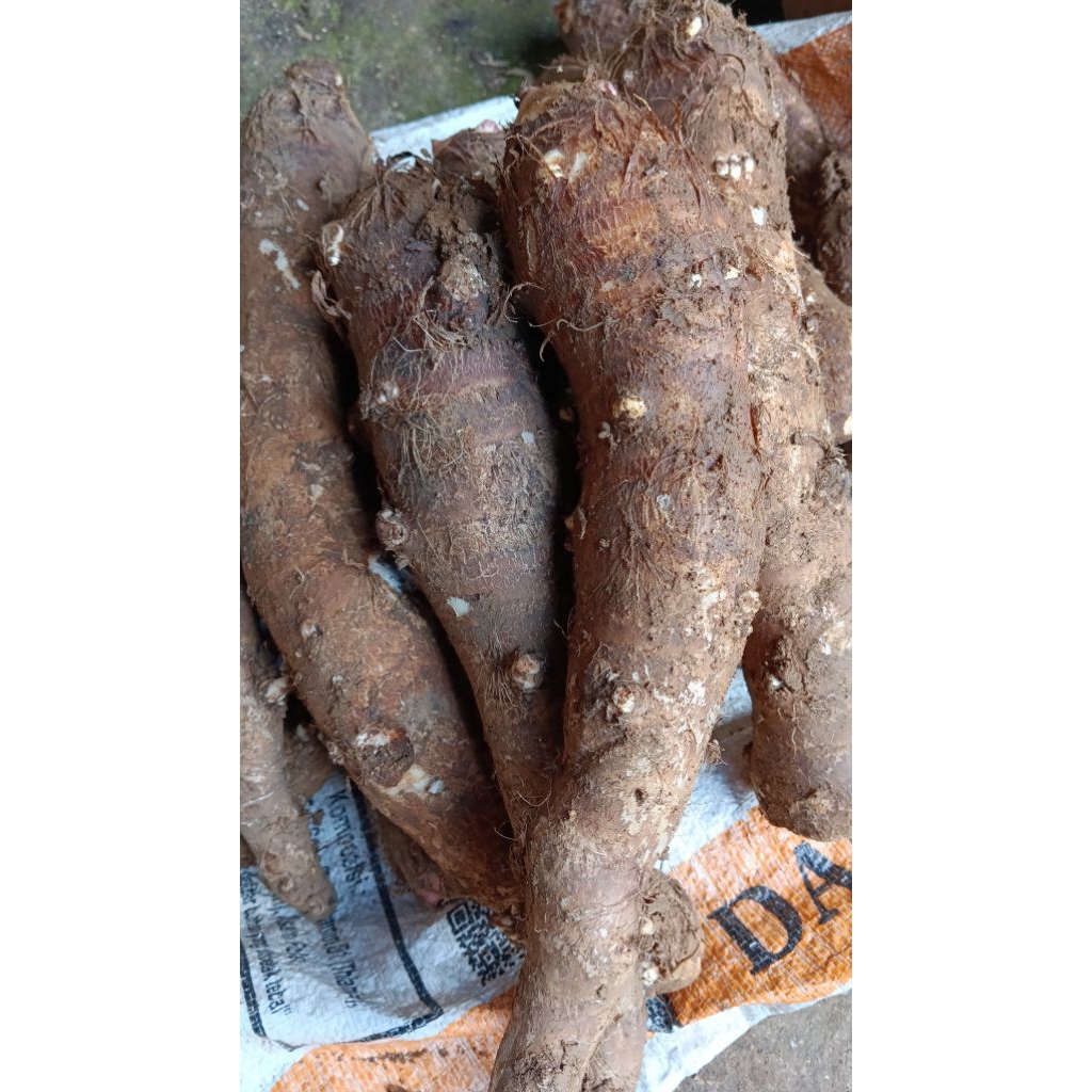 

umbi talas kimpul 1 kg