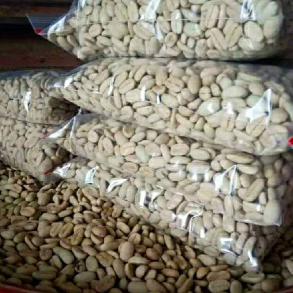 Bibit Kopi Arabika Ateng Super