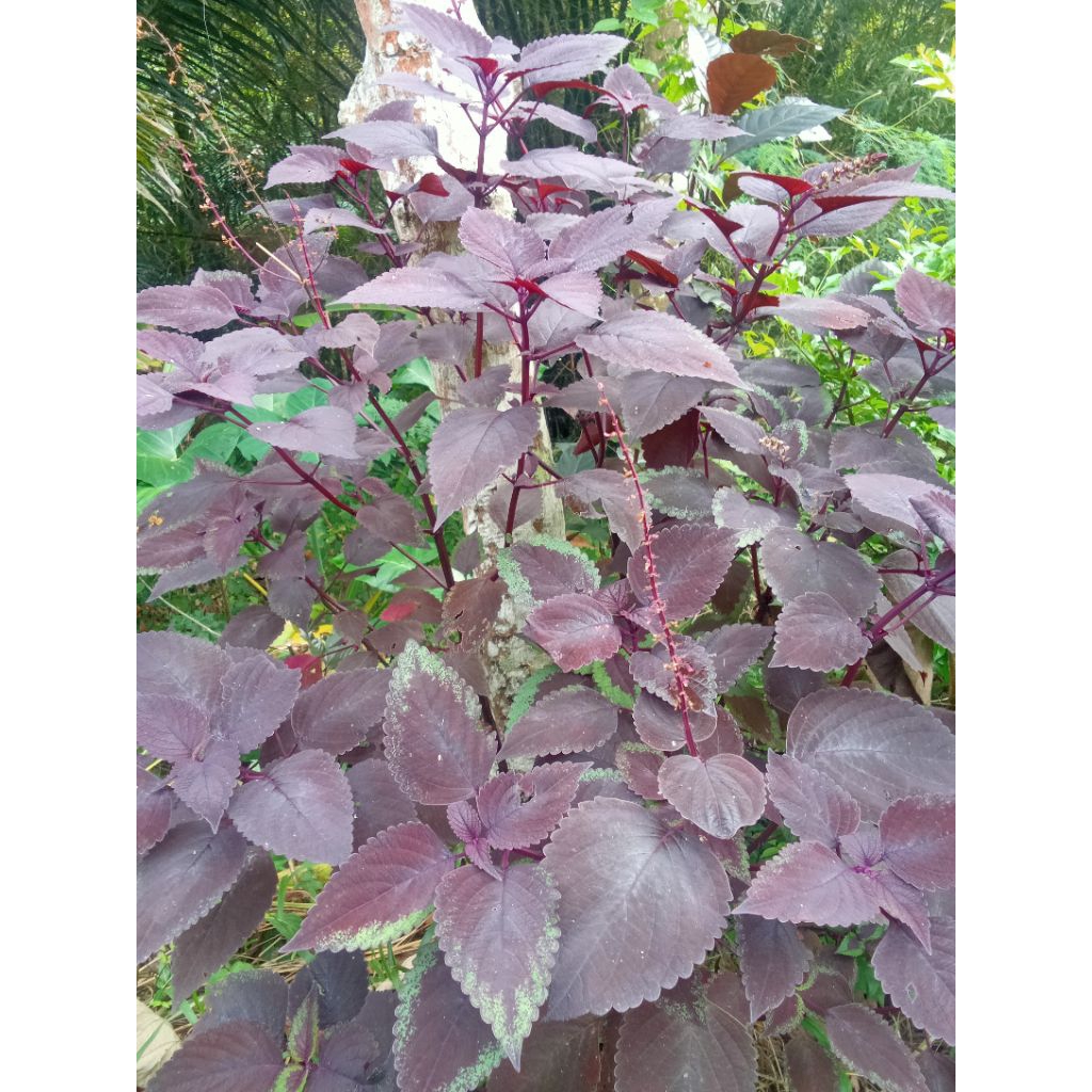 

daun jawer kotok 50 lembar