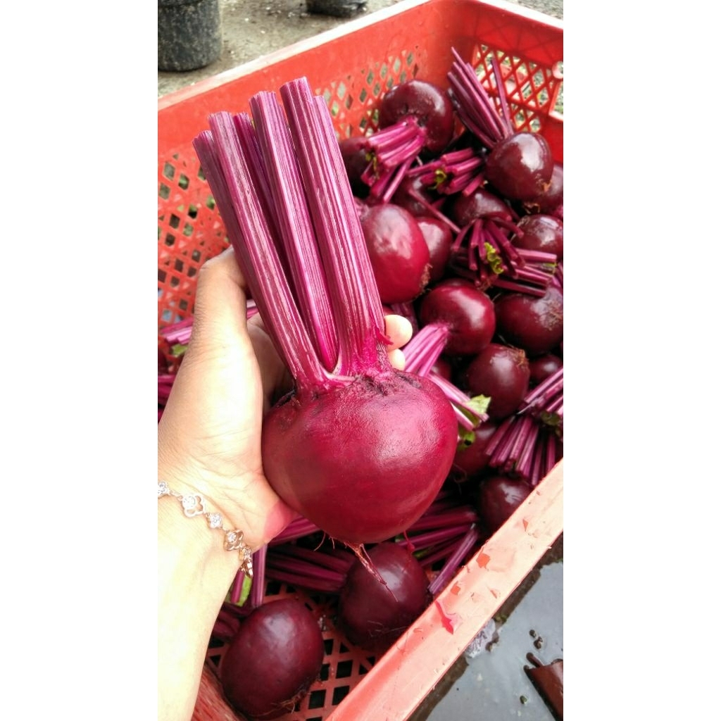 

buah bit 1kg beetroot fresh kualitas no.1