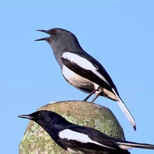 Kacer Dahit Betina Palmerah