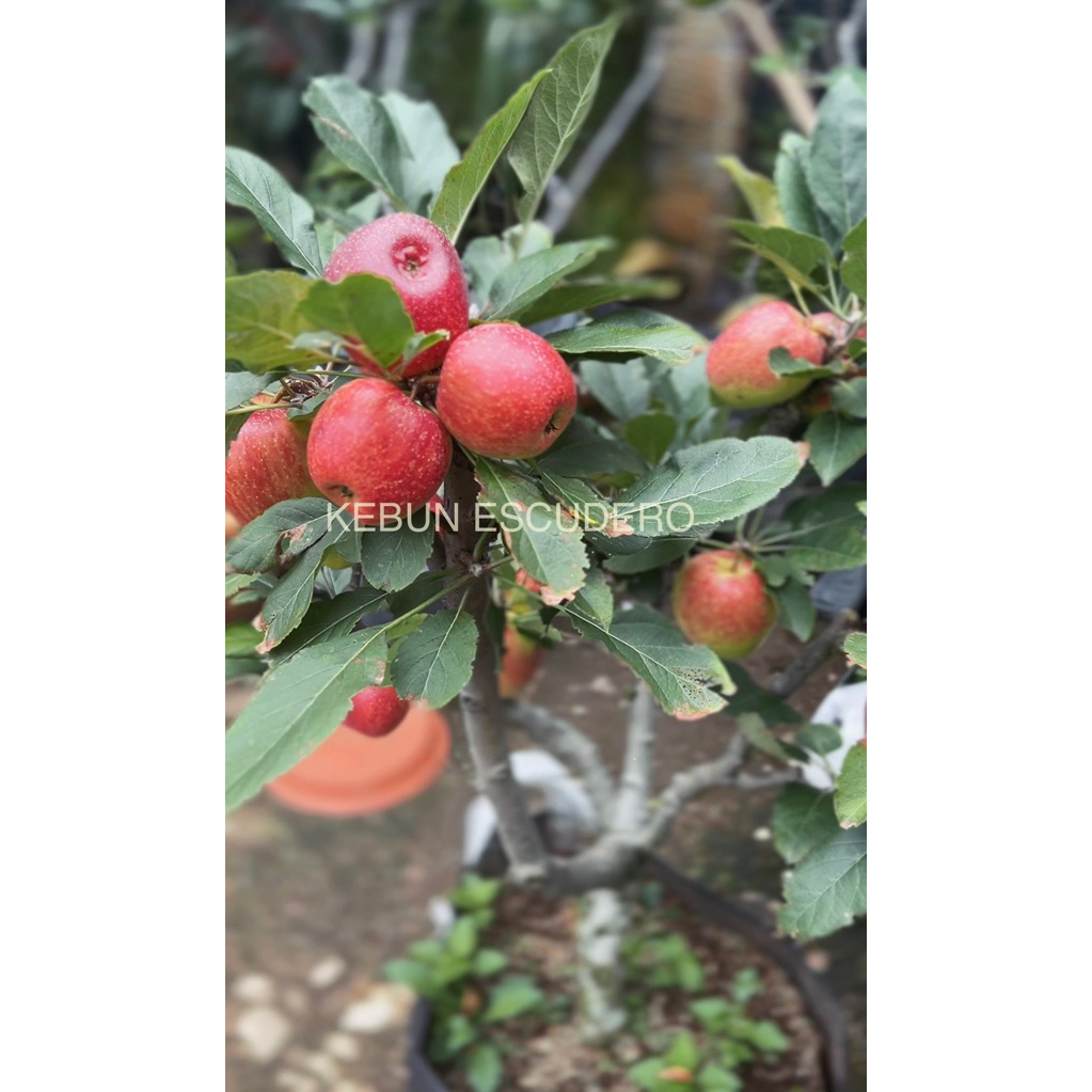 Pohon Apel Anna Malang Berbuah - Tanaman Buah Apel Anna Malang Sudah Berbuah Kualitas Super - Pohon 