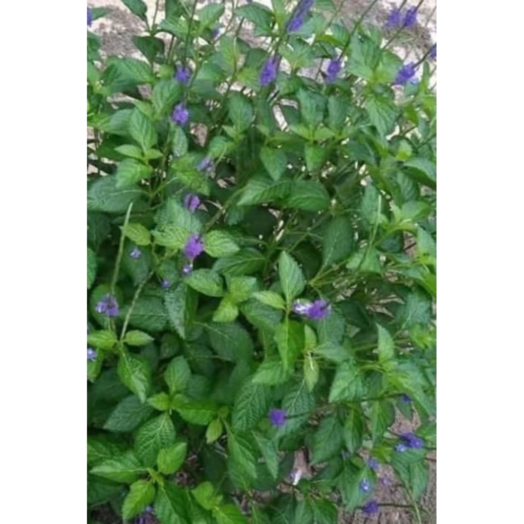 

daun pecut kuda segar 250 grm