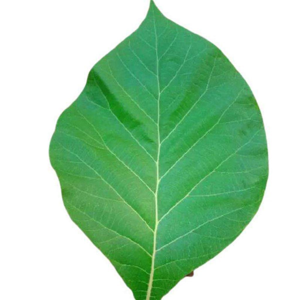 

daun jati segar 10 pcs
