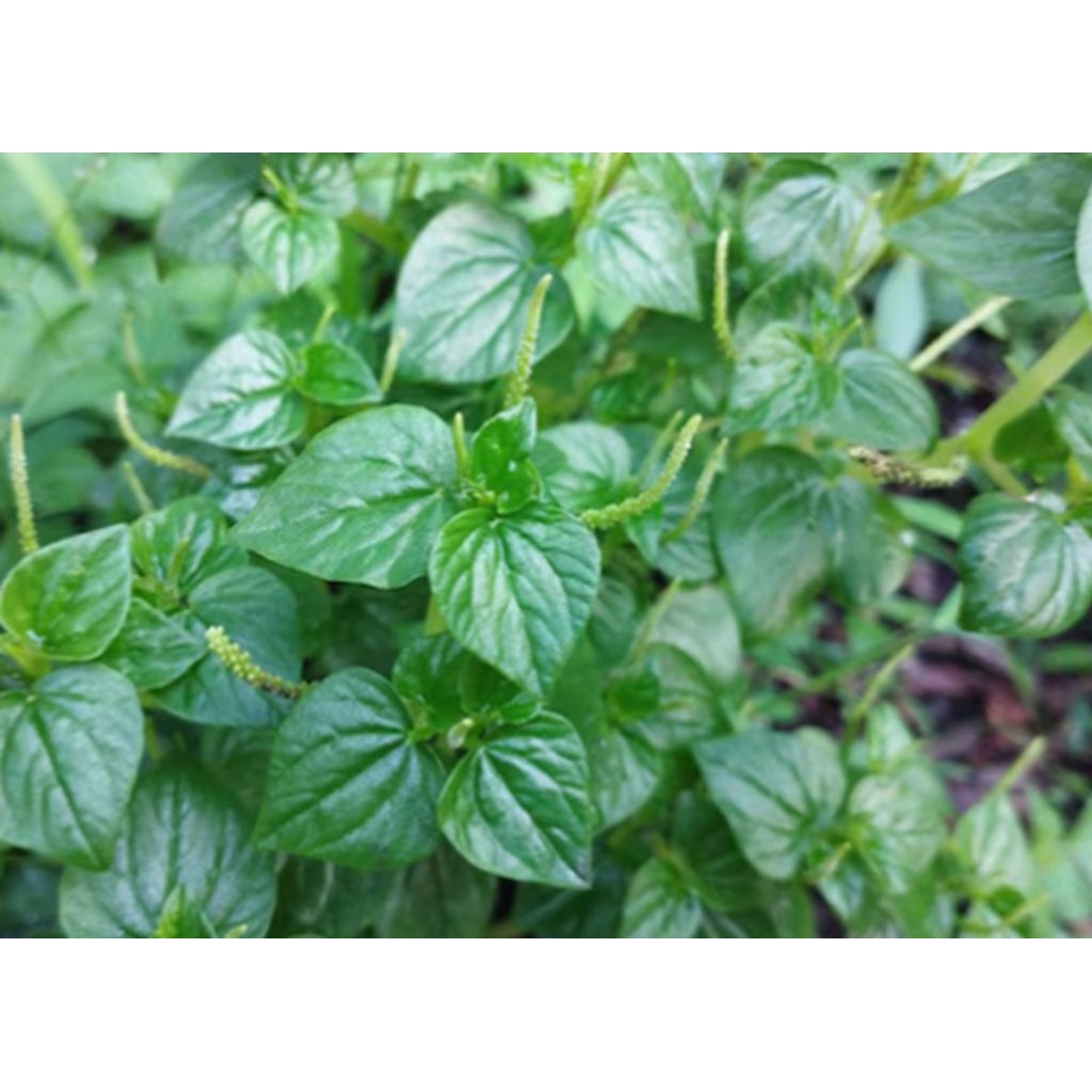 

daun sirih cina segar 1 kg// daun tumpang air segar fresh