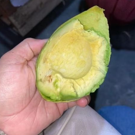 

Alpukat Mentega Lokal Premium
