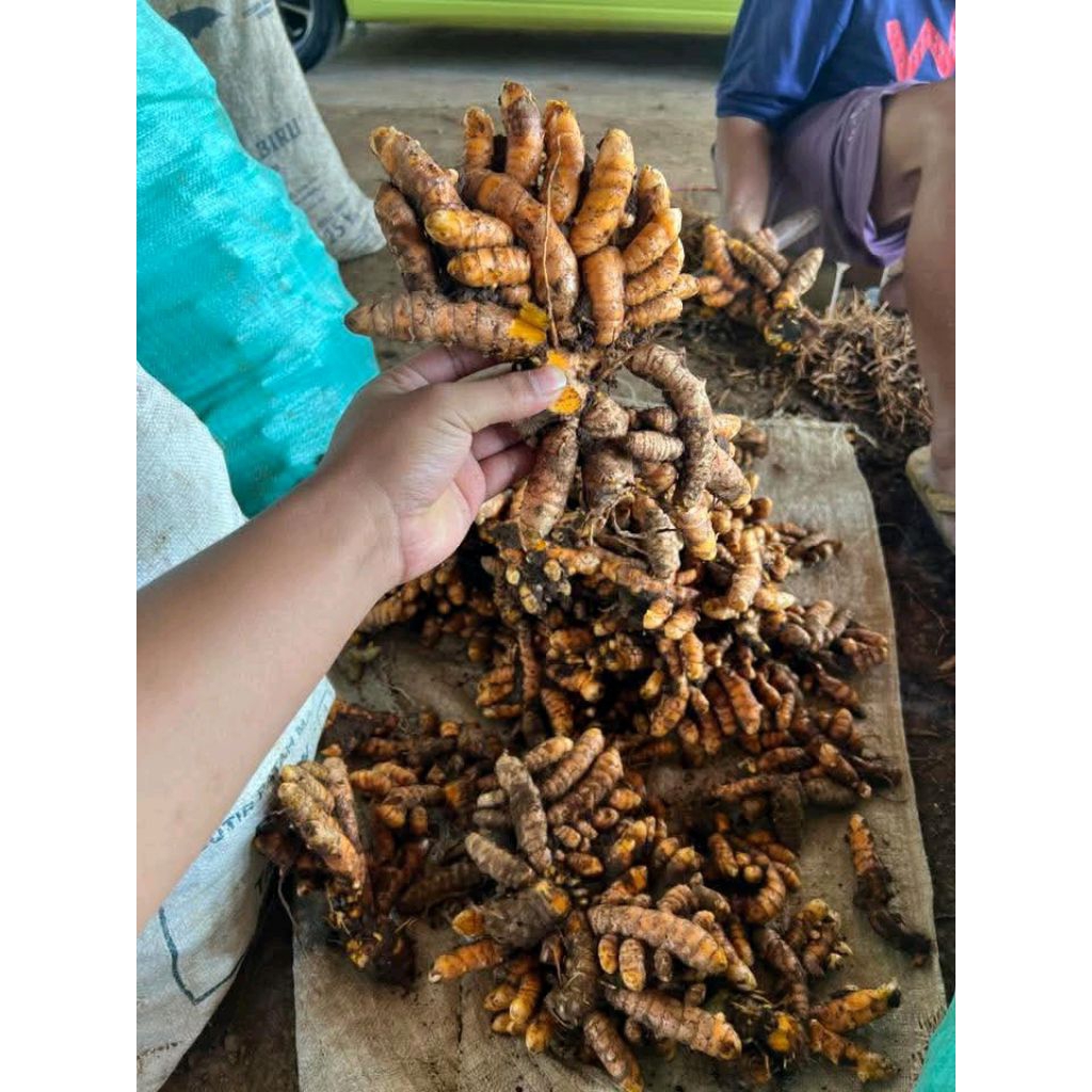 

Kunir Abras segar / kunyit fresh 1 kg