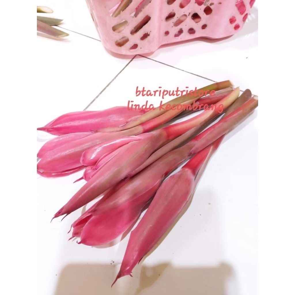 

kecombrang / honje merah kuncup PER (1KG)