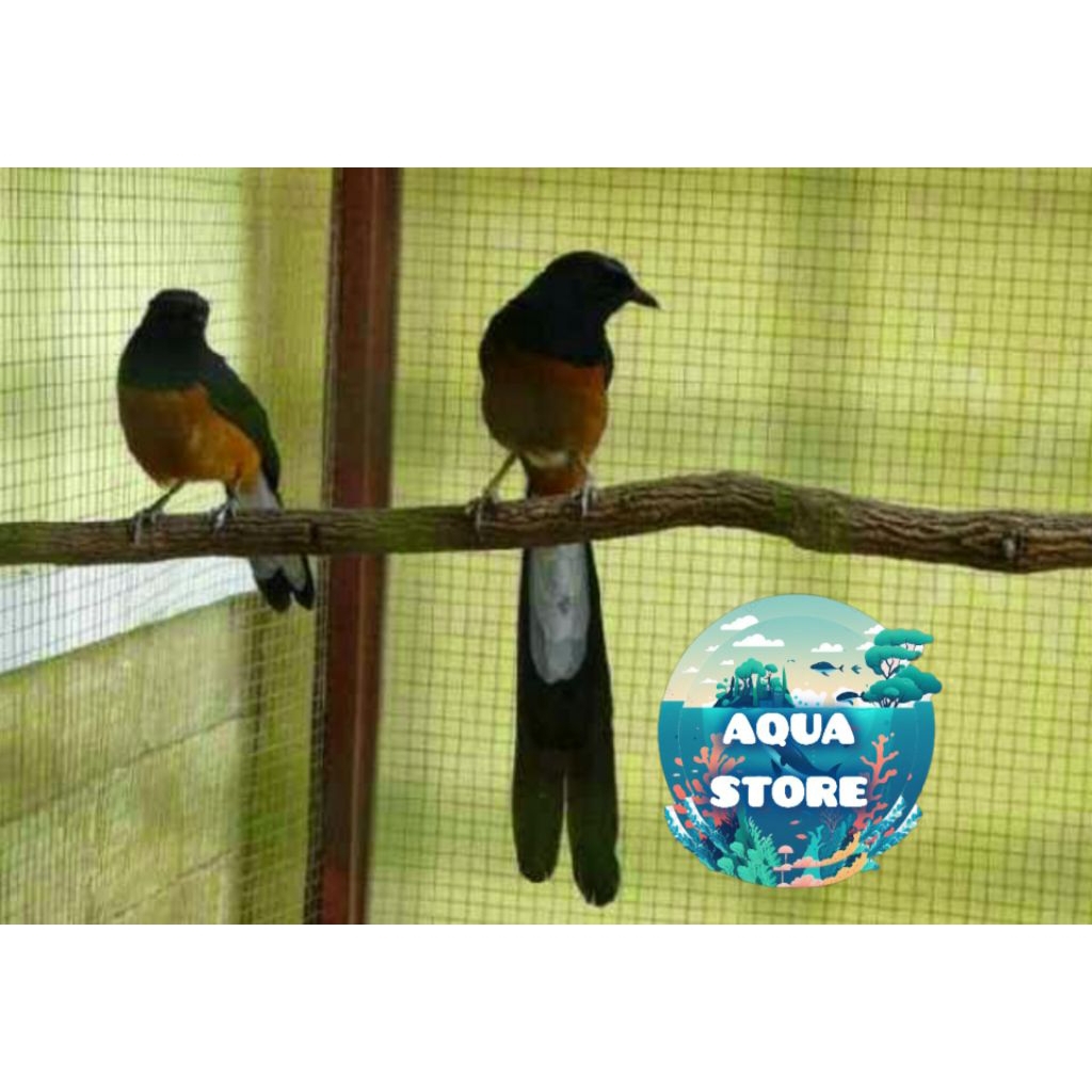 

Telur Murai Batu Jawara - telur siap menetas