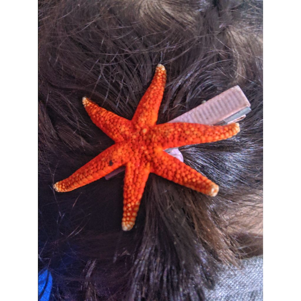 Bintang Laut merah Asli/Jepit Rambut Bintang Laut Merah/Jepit Rambut Anak/Jepit Rambut unik/Jepit Ra