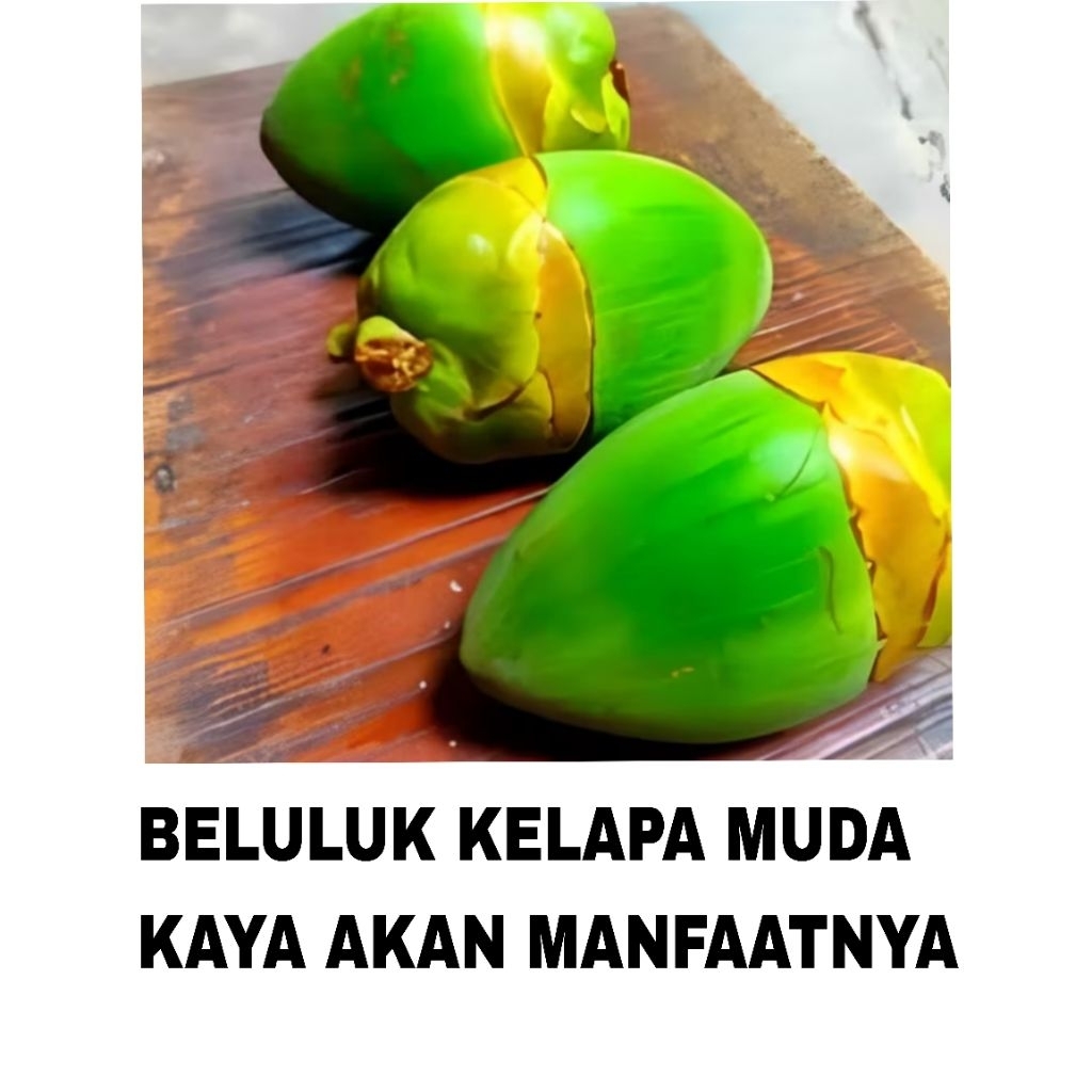

BELULUK KELAPA MUDA