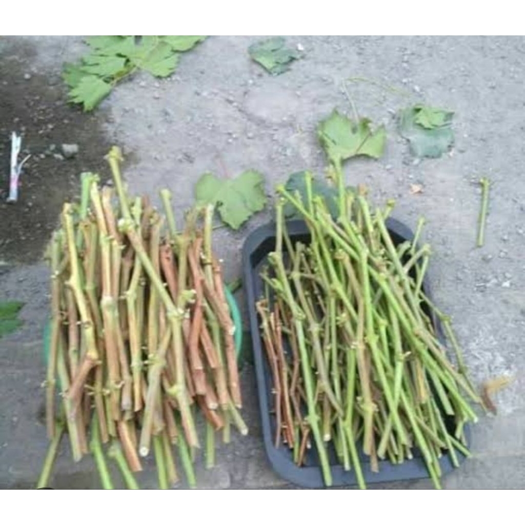 Entres Anggur Import (Asli/Valid)