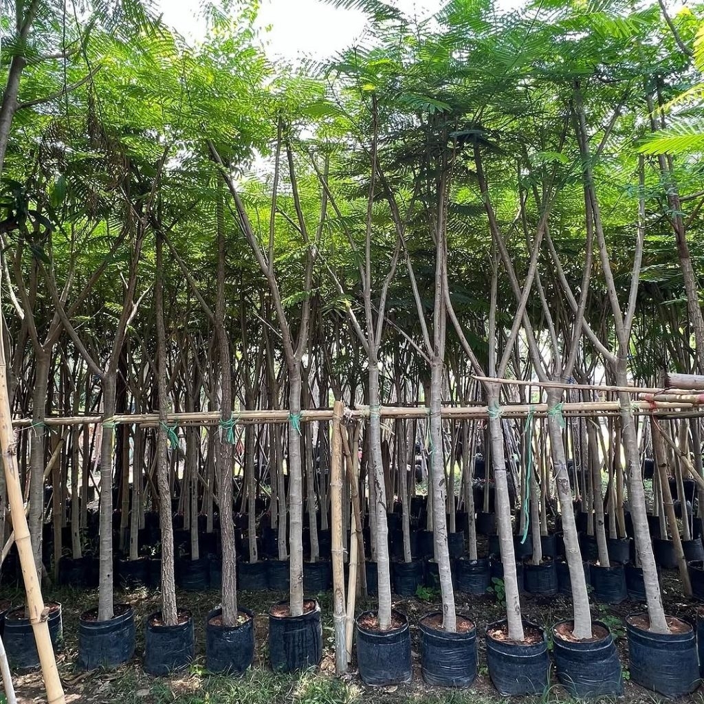 Pohon Flamboyan bunga merah | pohon pelindung Flamboyan | tinggi 3 meteran | pohon peneduh rumah | t