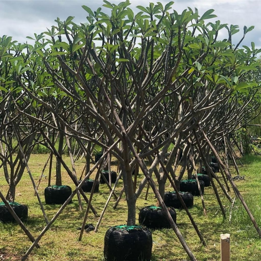 Pohon Kamboja Bali | pohon Kamboja Bali tinggi 3-4 meter | pohon sudah bergaransi