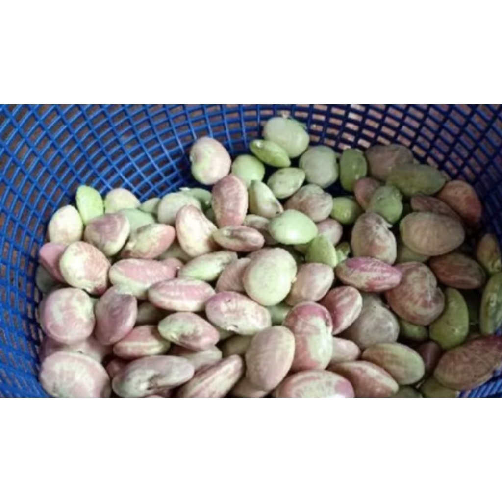 

biji kacang koro kupas mentah buat sayur /segar 100 gram