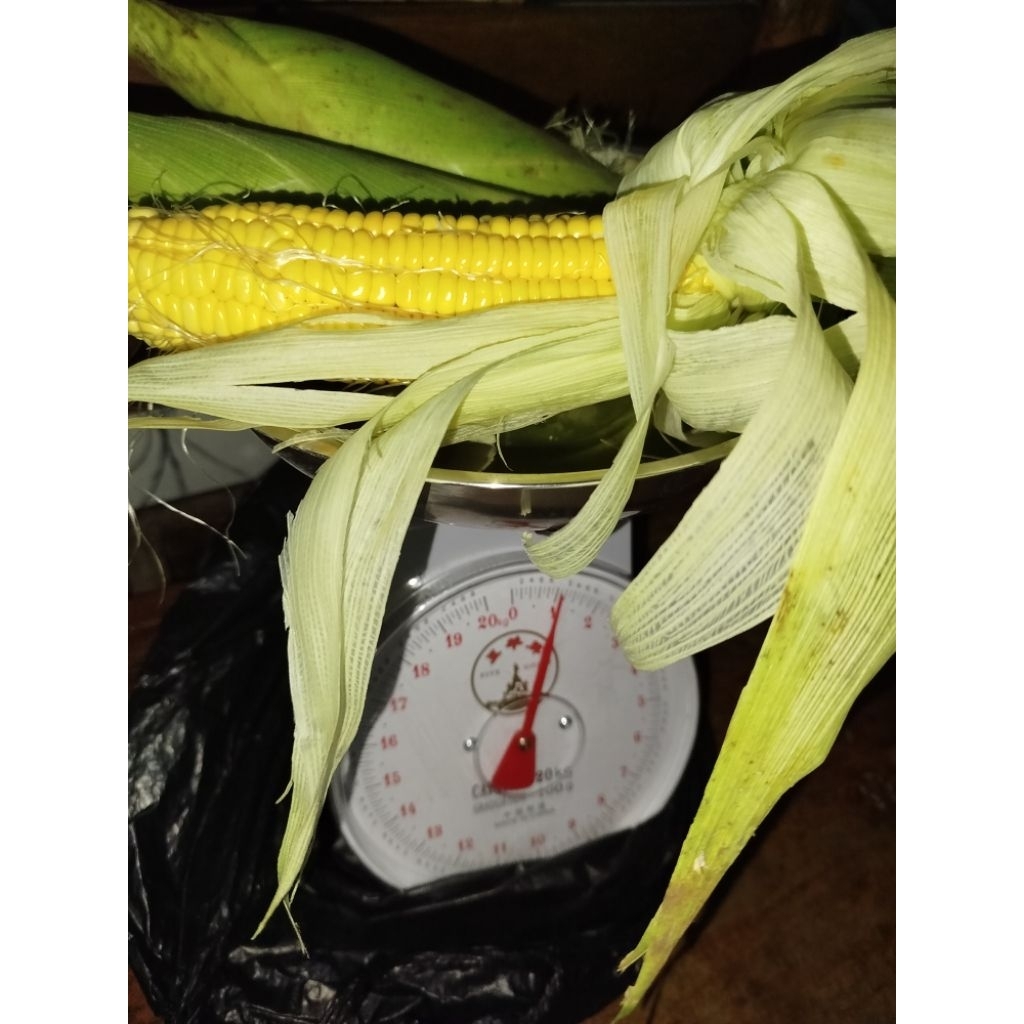 

jagung manis utuh per kg