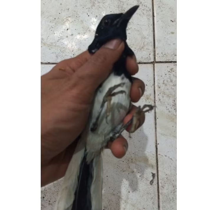 burung Kacer daput atau dada putih pilihan