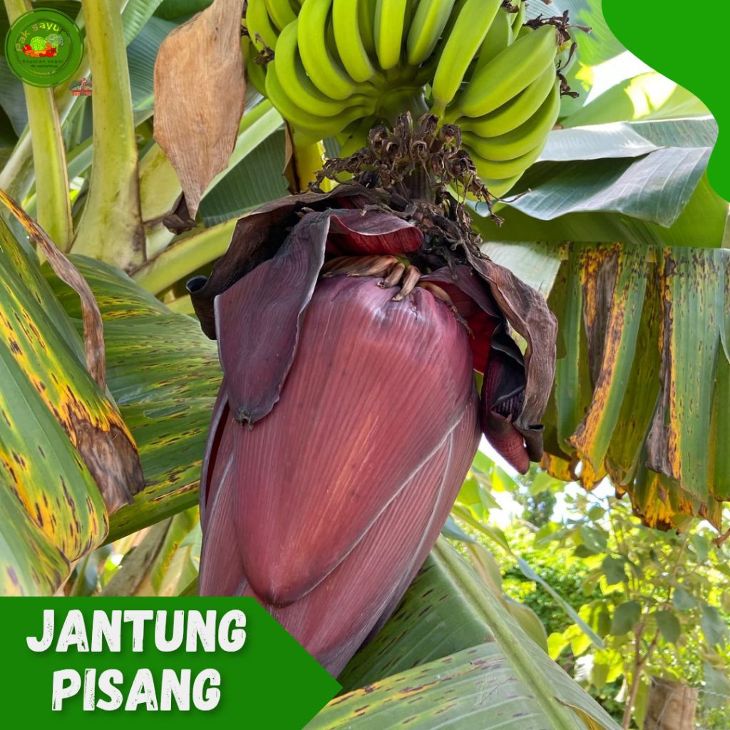 

Jantung Pisang / Otong Pisang , Pembulu Pisang / Pisang Muda , banana blossom