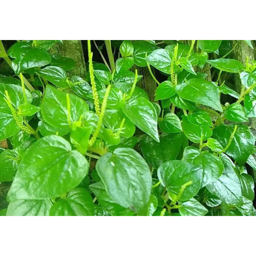 

Daun sirih cina ketumpang air fresh segar asli 250grm