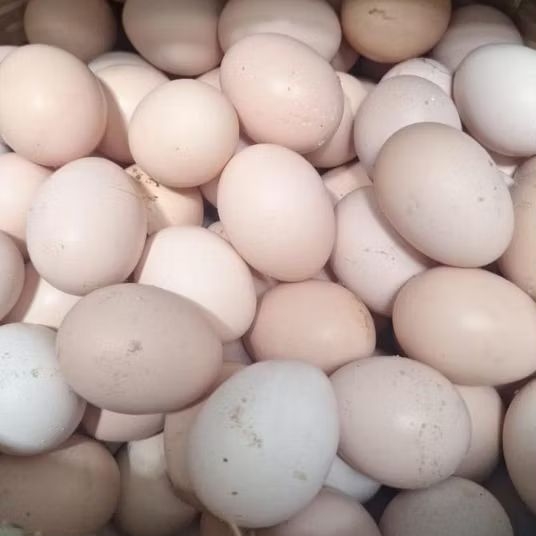 

(GROSIR) Telur Ayam Kampung/ Telur Ayam Kampung Asli Segar/ Ayam Kampung KUB