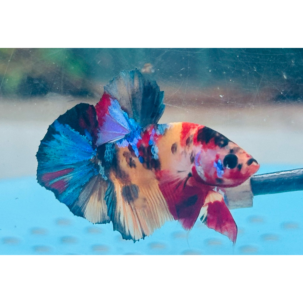 Yellow Base Multicolor Kode MCL-11 - hiasan aquarium