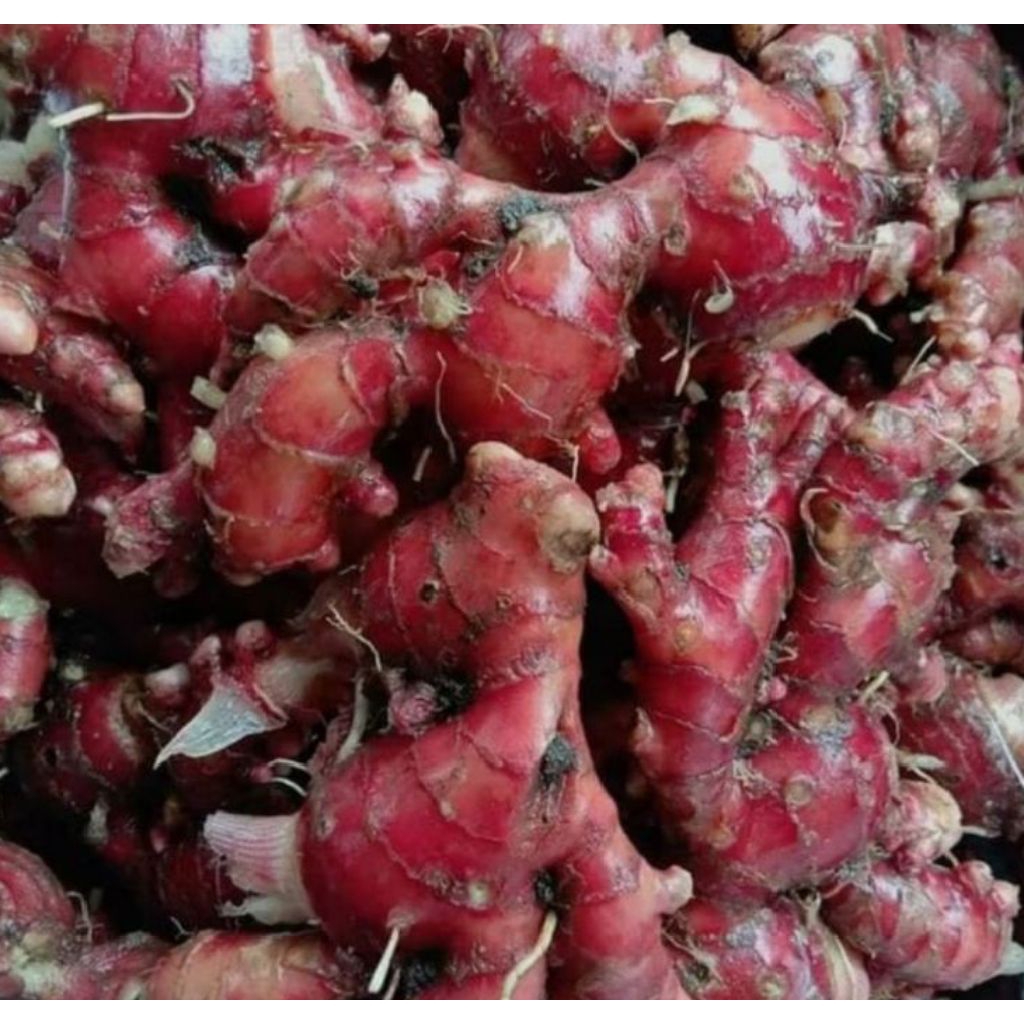 

[PS] Jahe Merah 250gram