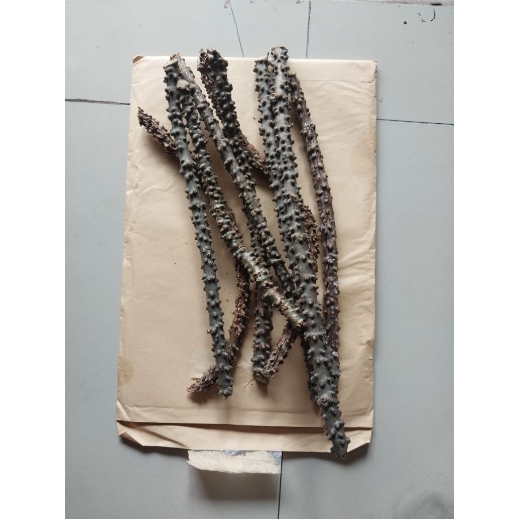 

1KG BROTOWALI ASLI – HERBAL ALAMI UNTUK KESEHATAN