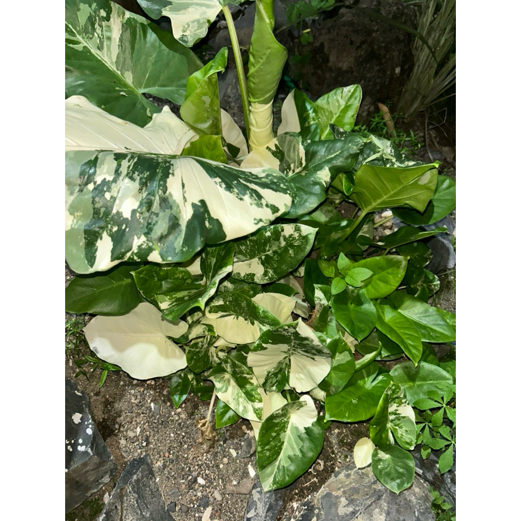 Tanaman Hias langka Monstera Variegata, Alocasia variegata lompong varigata,sente varigata