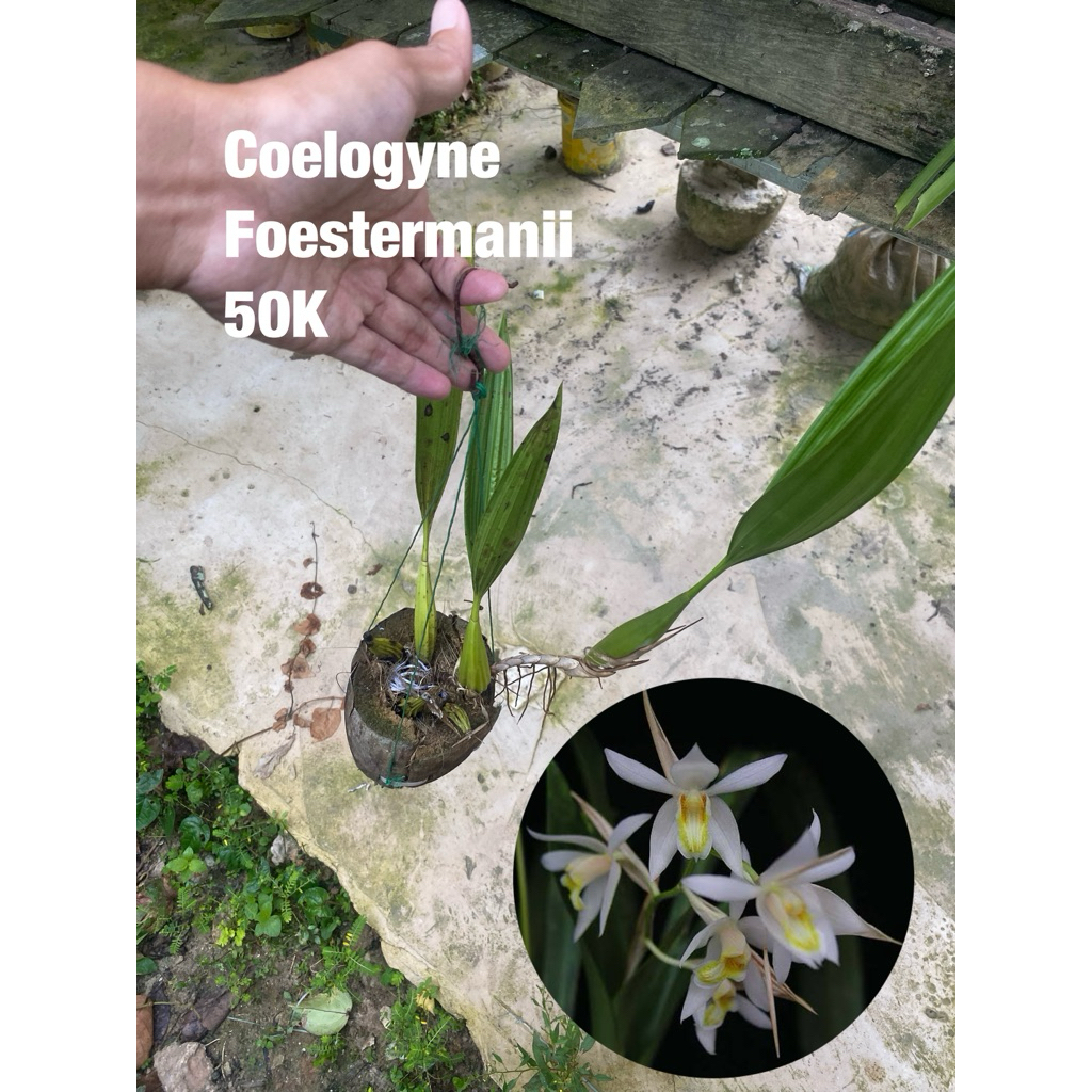 Anggrek Coelogyne Foestermanii