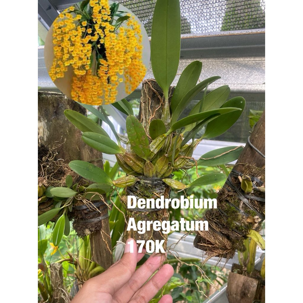 Anggrek Dendrobium Agregatum